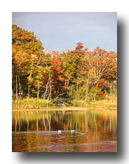 Fall_GeeseOnLake
