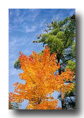 Fall_LookingUp