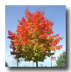 Fall_PatrioticColors