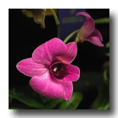Flowers_Pink-Dark_01