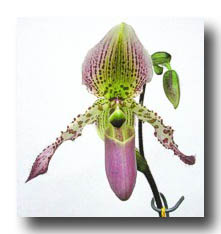Flowers_Pink-Green_01