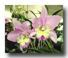 Flowers_Pink-YellowCenter_01