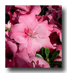 Flowers_Pink_05
