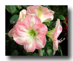 Flowers_Pink_GreenCenter_01