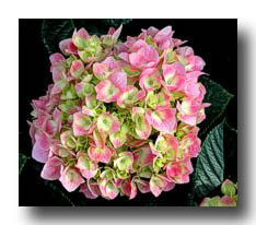 Flowers_Pink_GreenCenter_02