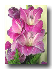 Flowers_Purple_01