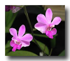 Flowers_Purple_03