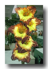 Flowers_Yellow-BrownEdges_01