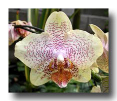 Flowers_Yellow-RedSpots_02