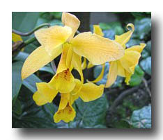 Flowers_Yellow-RedSpots_03