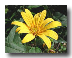 Flowers_Yellow_07