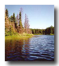 BWCA_BaldEagle
