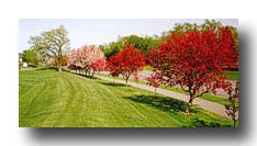 Spring_GreenGrass-RedPinkTrees