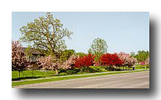 Spring_RedPinkGreenTrees
