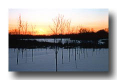 Sunset_FromASnowyTreeFarm