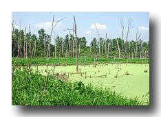 Swamp_01
