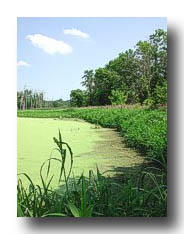 Swamp_02