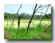 Swamp_03