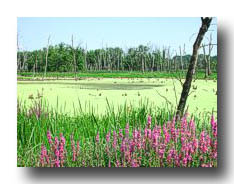 Swamp_08
