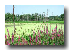 Swamp_11