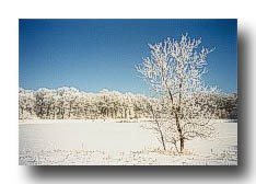 Winter_FrostedTrees